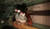 High mutation zebra finch